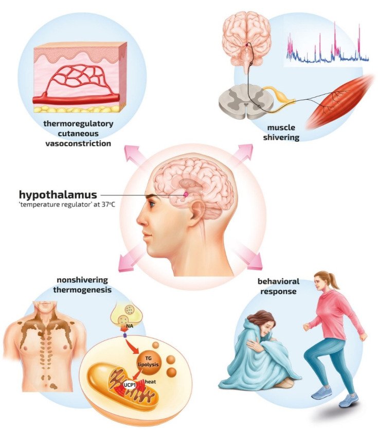  Los seres humanos pueden influir conscientemente en la temperatura central mediante el comportamiento, el ejercicio y la vestimenta.